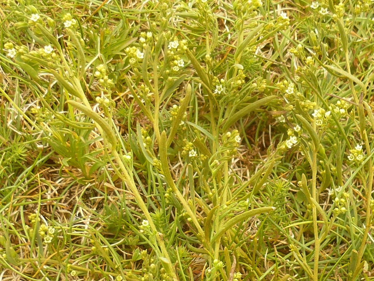 Thesium humifusum subsp. divaricatum (Santalaceae)